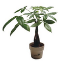 Money Tree / Pachira Plant in Ceramic Pot & Marbles